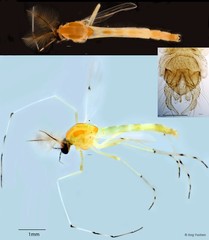 Chironomus (Chironomus) javanus•&copy; Ang Yuchen•All Rights Reserved