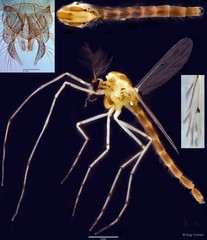 Chironomus (Chironomus) kiiensis•&copy; Ang Yuchen•All Rights Reserved