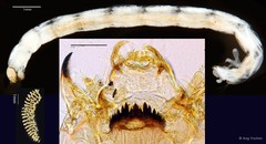 Chironomus (Chironomus) kiiensis•&copy; Ang Yuchen•All Rights Reserved