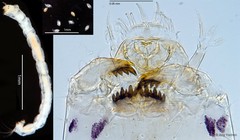 Cladotanytarsus sp. "GC15"•&copy; Ang Yuchen•All Rights Reserved