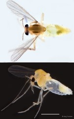Cladotanytarsus sp. "GC15"•&copy; Ang Yuchen•All Rights Reserved