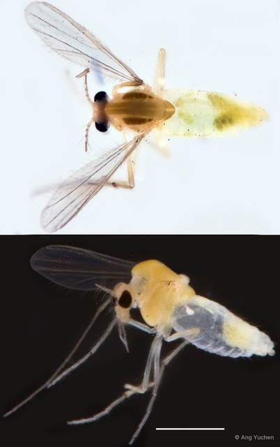 Cladotanytarsus sp. "GC15"•&copy; Ang Yuchen•All Rights Reserved