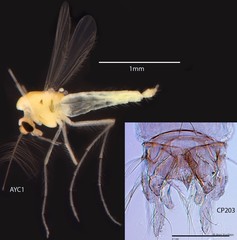 Cladotanytarsus sp. "GC15"•&copy; Ang Yuchen•All Rights Reserved