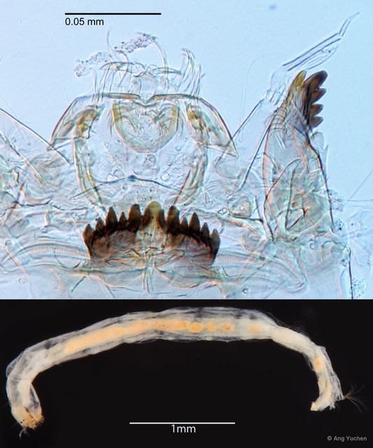Cladotanytarsus sp. "GC34"•&copy; Ang Yuchen•All Rights Reserved