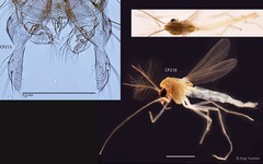 Cladotanytarsus sp. "GC34"•&copy; Ang Yuchen•All Rights Reserved