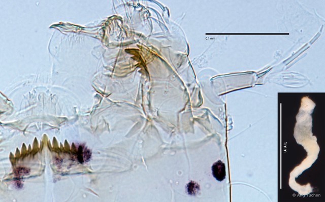 Cladotanytarsus sp. "GC6"•&copy; Ang Yuchen•All Rights Reserved