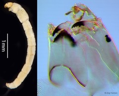 Cricotopus sp. "GC52"•&copy; Ang Yuchen•All Rights Reserved
