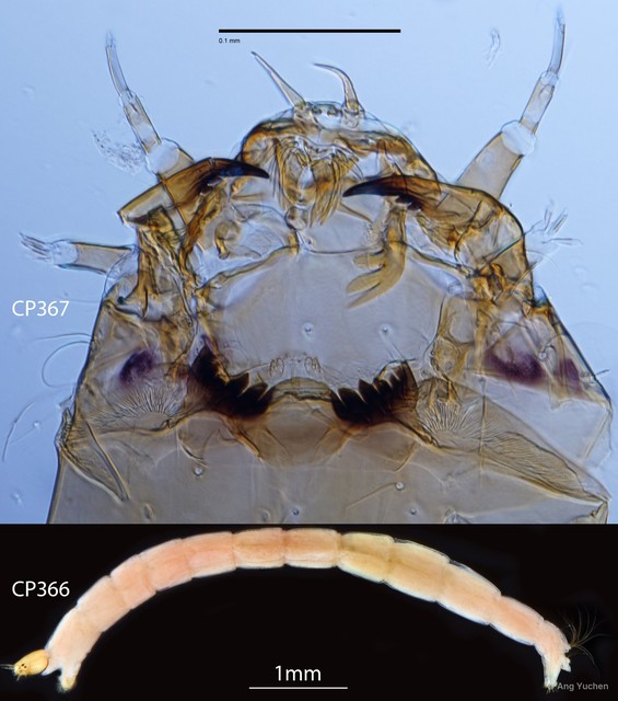 Cryptochironomus sp. "GC49"•&copy; Ang Yuchen•All Rights Reserved