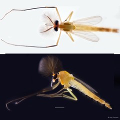 Cryptochironomus fulvus•&copy; Ang Yuchen•All Rights Reserved