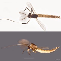 Dicrotendipes sp. "cf. pelechloris"•&copy; Ang Yuchen•All Rights Reserved