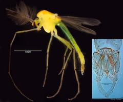 Dicrotendipes flexus (Johannsen, 1932)