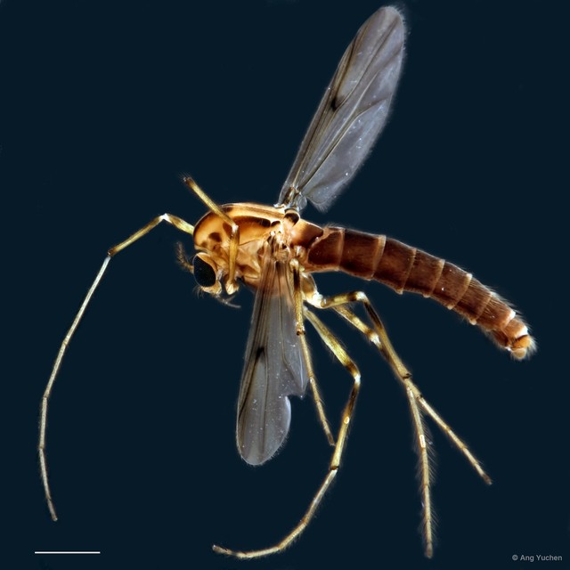 Kiefferulus sp. "GC10"•&copy; Ang Yuchen•All Rights Reserved