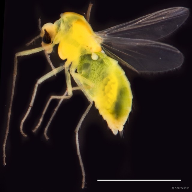 Microchironomus tener•&copy; Ang Yuchen•All Rights Reserved