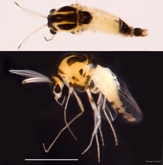 Nanocladius sp. "GC68"•&copy; Ang Yuchen•All Rights Reserved