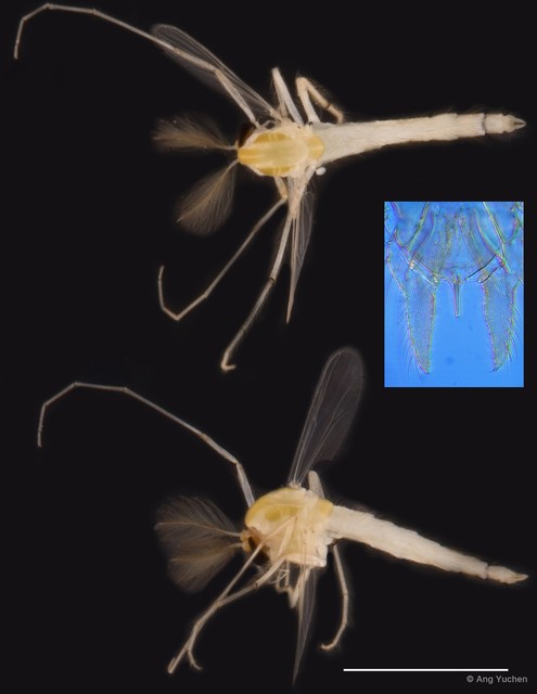 Parachironomus sp. "GC56"•&copy; Ang Yuchen•All Rights Reserved