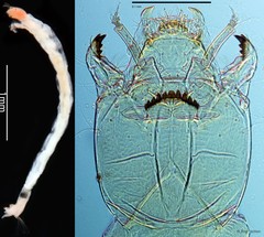 Paratanytarsus sp. "GC22"•&copy; Ang Yuchen•All Rights Reserved