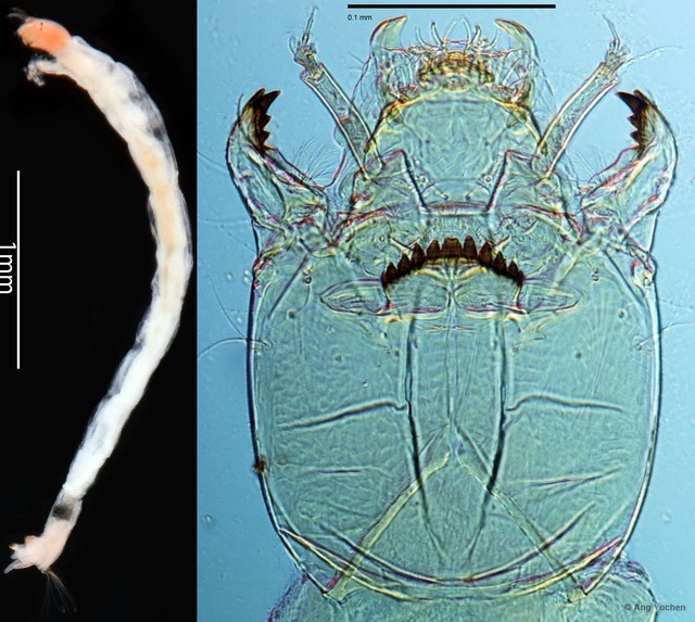 Paratanytarsus sp. "GC22"•&copy; Ang Yuchen•All Rights Reserved