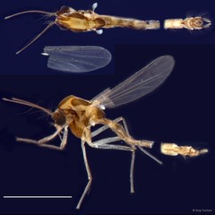 Paratanytarsus sp. "GC84"•&copy; Ang Yuchen•All Rights Reserved