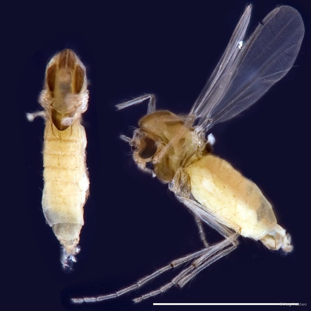 Paratanytarsus sp. "GC84"•&copy; Ang Yuchen•All Rights Reserved