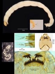 Polypedilum (Pentapedilum) johannseni•&copy; Ang Yuchen•All Rights Reserved