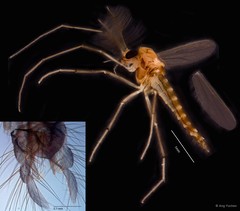 Polypedilum (Pentapedilum) leei•&copy; Ang Yuchen•All Rights Reserved