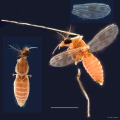 Polypedilum (Tripodura) masudai•&copy; Ang Yuchen•All Rights Reserved