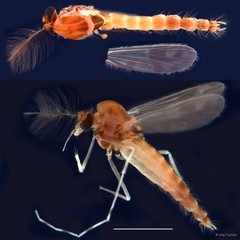 Polypedilum (Tripodura) masudai•&copy; Ang Yuchen•All Rights Reserved