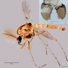 Procladius sp. "GC30"•&copy; Ang Yuchen•All Rights Reserved