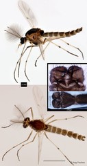 Procladius sp. "GC48"•&copy; Ang Yuchen•All Rights Reserved