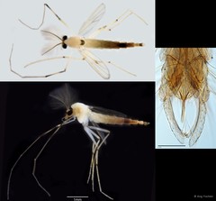 Stenochironomus sp. "GC59"•&copy; Ang Yuchen•All Rights Reserved
