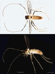 Stenochironomus sp. "GC59"•&copy; Ang Yuchen•All Rights Reserved