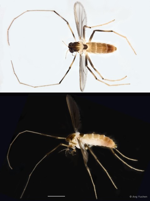 Stenochironomus sp. "GC59"•&copy; Ang Yuchen•All Rights Reserved