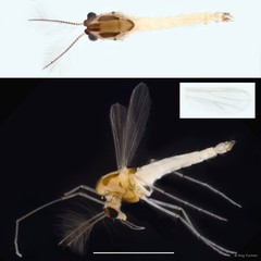 Tanytarsus sp. "GC40"•&copy; Ang Yuchen•All Rights Reserved
