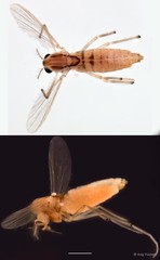 Tanytarsus formosanus•&copy; Ang Yuchen•All Rights Reserved