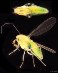 Tanytarsus infundibulus•&copy; Ang Yuchen•All Rights Reserved