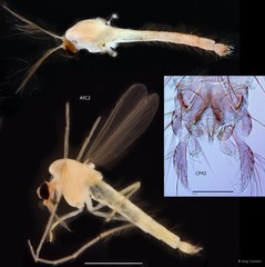 Tanytarsus ovatus•&copy; Ang Yuchen•All Rights Reserved