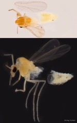Tanytarsus ovatus•&copy; Ang Yuchen•All Rights Reserved