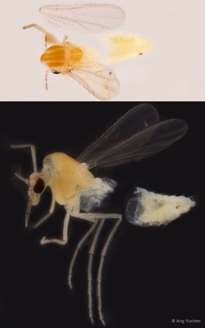 Tanytarsus ovatus•&copy; Ang Yuchen•All Rights Reserved