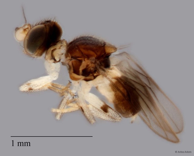 Chloropidae sp. "cf. Gaurax ZRCBDP0063693"•&copy; Arina Adom•All Rights Reserved