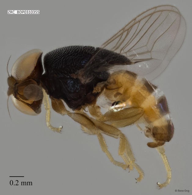 Chloropidae sp. "cf. Rhodesiella ZRCBDP0310355"•&copy; Rene Ong•All Rights Reserved