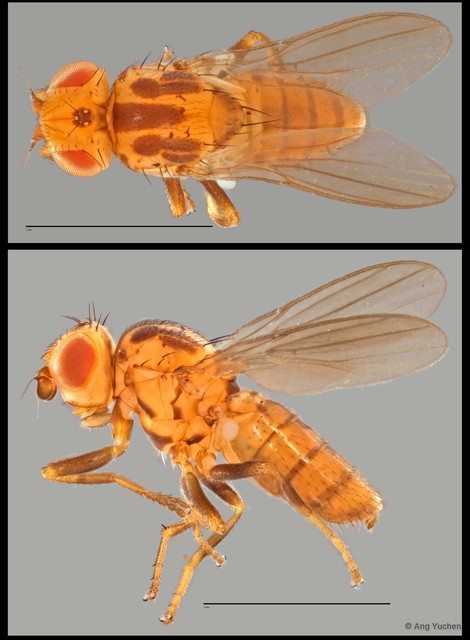 Chloropidae sp. "NUS Reg.0001 08-04-15"•&copy; Ang Yuchen•All Rights Reserved