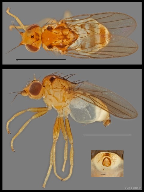 Chloropidae sp. "NUS Reg.0093 8-09-15"•&copy; Ang Yuchen•All Rights Reserved