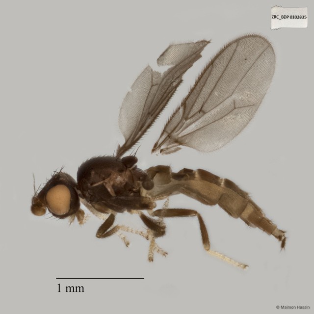 Chloropidae sp. "ZRCBDP0019727"•&copy; Maimon Hussin•All Rights Reserved