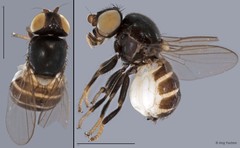 Chloropidae sp. "ZRCBDP0019736"•&copy; Ang Yuchen•All Rights Reserved