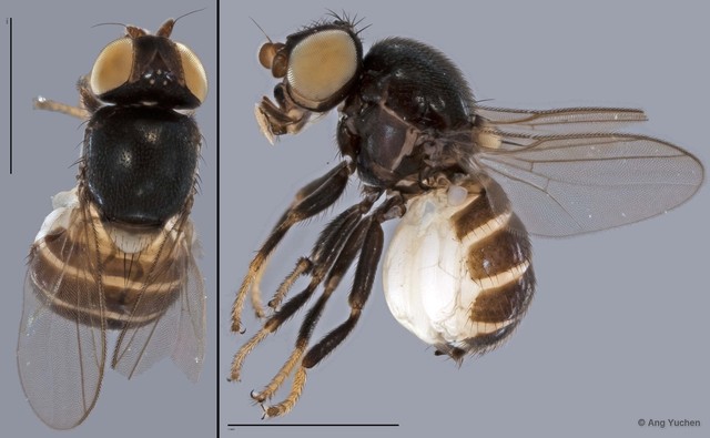 Chloropidae sp. "ZRCBDP0019736"•&copy; Ang Yuchen•All Rights Reserved