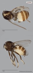 Chloropidae sp. "ZRCBDP0019736"•&copy; Miteshravin S/O Ravindran•All Rights Reserved