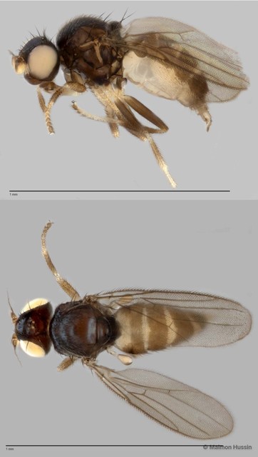 Chloropidae sp. "ZRCBDP0019740"•&copy; Maimon Hussin•All Rights Reserved