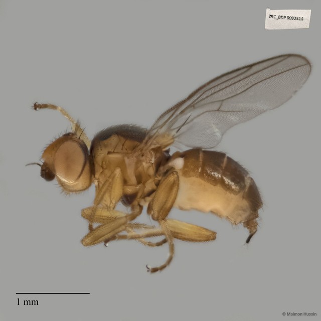 Chloropidae sp. "ZRCBDP0021529"•&copy; Maimon Hussin•All Rights Reserved