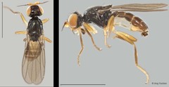 Chloropidae sp. "ZRCBDP0025324 (GC372)"•&copy; Ang Yuchen•All Rights Reserved