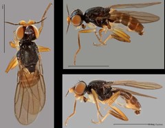Chloropidae sp. "ZRCBDP0025324 (GC372)"•&copy; Ang Yuchen•All Rights Reserved